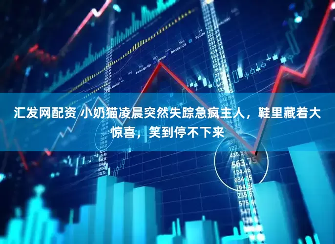 汇发网配资 小奶猫凌晨突然失踪急疯主人，鞋里藏着大惊喜，笑到停不下来